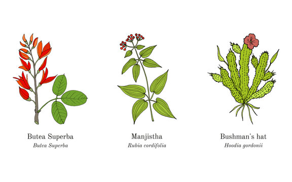 Collection of edible and medicinal plants. Hand drawn botanical vector illustration