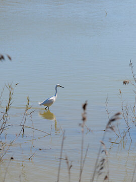 Great egret at the Maspalomas Pond, Gran Canaria, Canary Islands