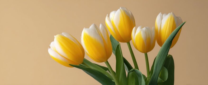 Miniature tulips in yellow and white against a beige backdrop showcasing natural elegance and floristry.
