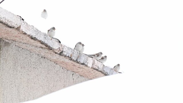 On the roof of the abandoned cabin, flock of snow-finches (Montifringilla nivalis)