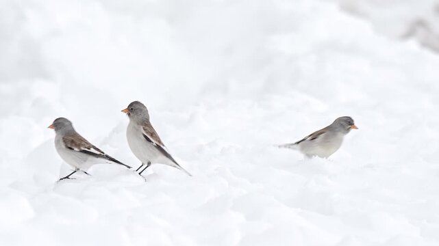 Flock of white winged snow-finch in the winter season (Montifringilla nivalis)