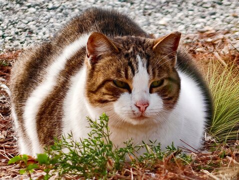 Elegant Cat On Gravel Amidst Foliage, Regal Tabby Observes Surroundings In Peaceful Outdoor Setting