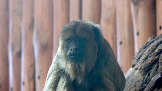 Brown monkey sitting on a rock, holding a piece of lettuce, with wooden background and natural habitat elements visible in the enclosure