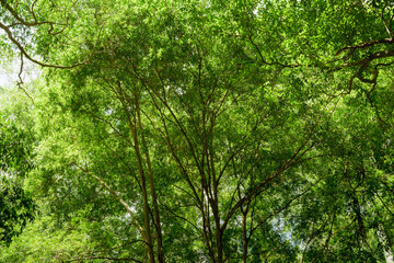 Fototapeta premium Bright green forest canopy with tall trees and sunlight in lush natural woodland