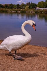 Fototapeta premium Swan portrait with blurred park background, elegant curved neck, textured plumage, foreground focus and soft lake tones behind subject