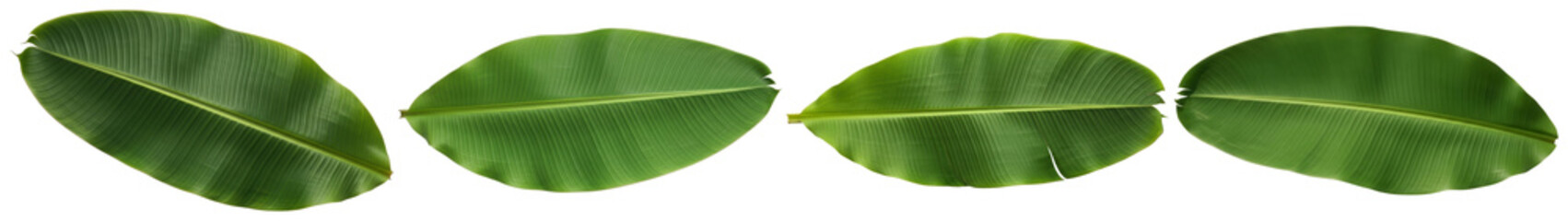 Fresh, vibrant green banana leaves, individually photographed. © GraphicPNG