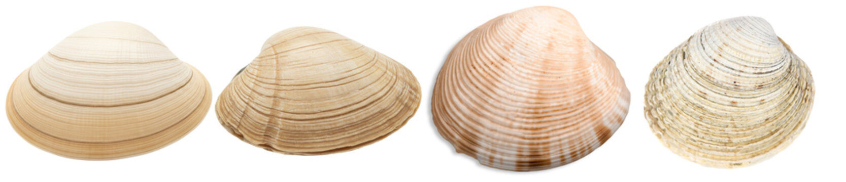 Natural collection of diverse seashells, captured in a detailed photograph.