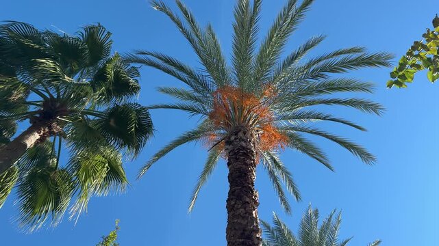 Date palms with long hanging fronds against a blue sky, viewed from below upward.