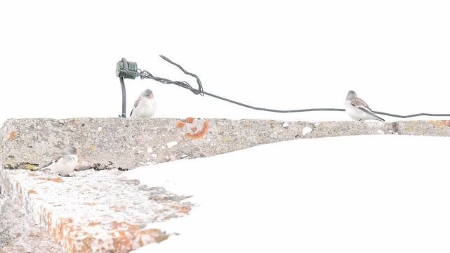 On the roof of the abandoned cabin, flock of snow-finches (Montifringilla nivalis)