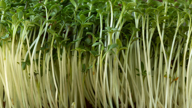 Side view of densely growing cress (Lepidium sativum) microgreens.
