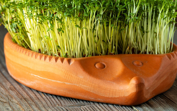 Side view of densely growing cress (Lepidium sativum) microgreens in a hedgehog-shaped clay pot.
