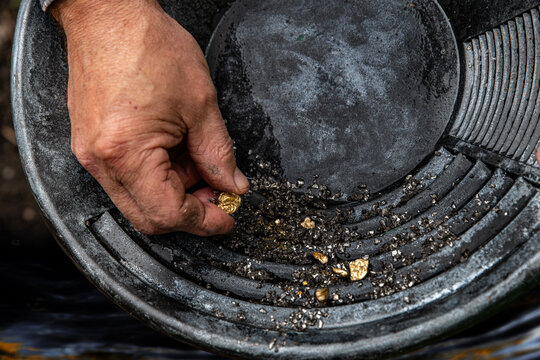 Elderly man's hands holding gold sand, small pieces of gold nuggets. Gold sand panning from placer deposit, gold in the pan