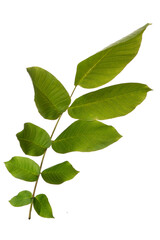 Fototapeta premium High-quality isolated green branch with fresh spring and summer leaves on transparent background