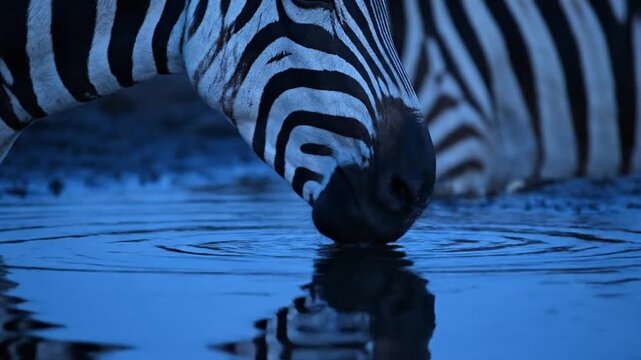 Zebras drink water at dusk, their reflections shimmering on the surface, creating a serene and rhythmic visual sequence.