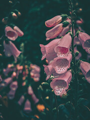 Pink Foxglove Cluster © joeycheung