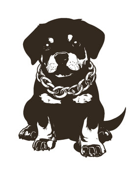 A black and white puppy wearing a chain around its neck