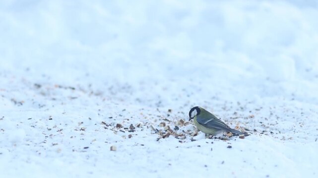 Great Tit (Parus Major) Perched on Snow in Winter Garden