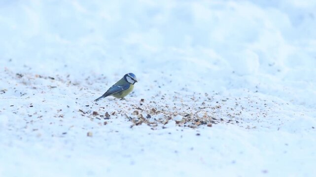 Great Tit (Parus Major) Perched on Snow in Winter Garden
