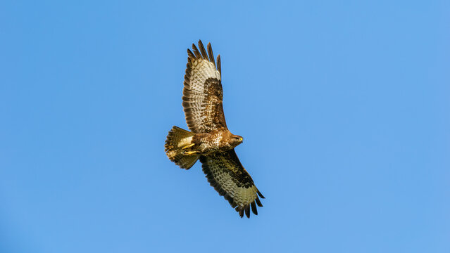 M&auml;usebussard im Flug