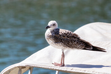 Seagull Resting on Coastal Ground in Greece with Bird Detail