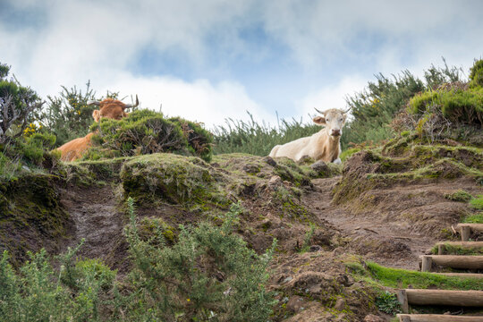cows lying in the center of the island next to Rabacal foothpaths in Madeira island Portugal green landscape mountain 