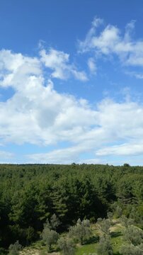 Vertical Aerial Over Evergreen Canopy With Cobalt Sky, Social Media Adventure Vlogger Style Broll, Upward