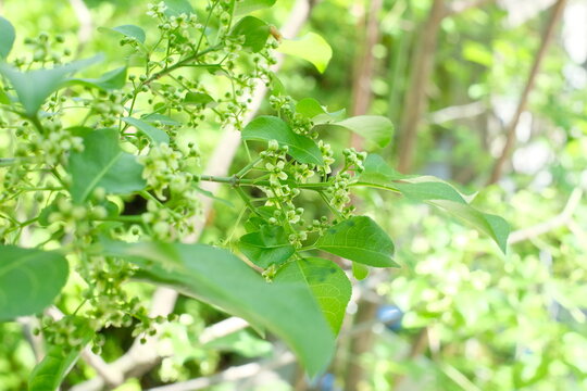 Euonymus sieboldianus flowers in bloom, delicate Japanese spindle tree blossoms in nature