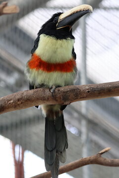 black-necked aracari