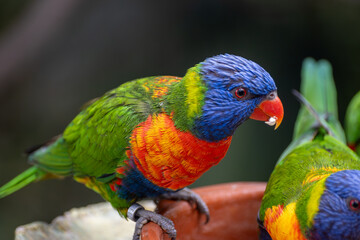 Naklejka premium Different colorful parrots birds in Loro Parque on Tenerife close up on trees during morning feeding