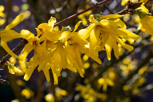 Yellow flowers of Forsythia plant genus of flowering plants in olive family Oleaceae, spring blossom