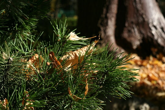 Close-up of dry autumn leaf fallen on green pine needles. Natural seasonal background showcasing textures of evergreen branches and withered foliage in sunlight.
