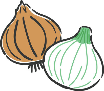 新玉ねぎと玉ねぎのイラスト　ベクター