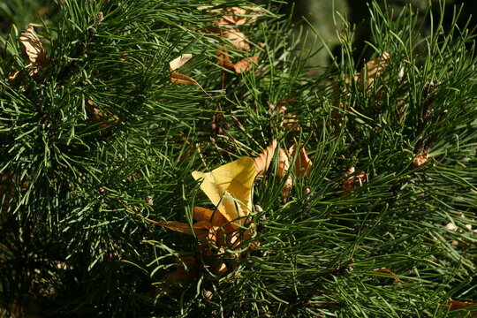 Close-up of dry autumn leaf fallen on green pine needles. Natural seasonal background showcasing textures of evergreen branches and withered foliage in sunlight.