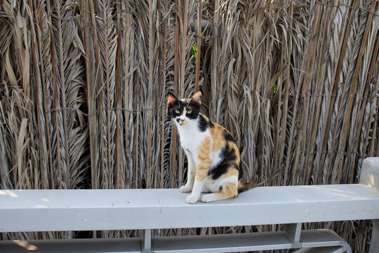 Tricolor cat perches thoughtfully on a metal ledge