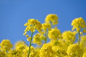 Obraz premium 菜の花畑