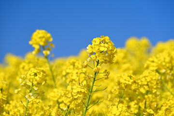 Obraz premium 菜の花畑