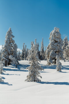 Snow Covered Pine Trees in Winter Mountain Forest Norway