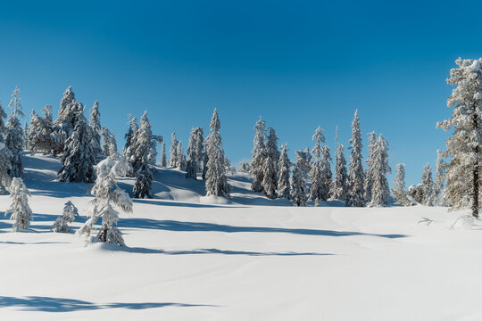 Snow Covered Pine Trees in Winter Mountain Forest Norway