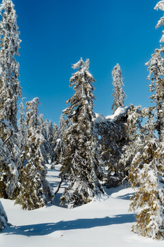 Snow Covered Pine Trees in Winter Mountain Forest Norway