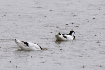 Fototapeta premium Avocette élégante