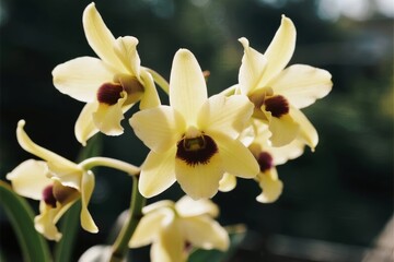 Obraz premium Close-up of pale yellow orchid flowers with dark centers in natural setting