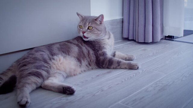 A domestic gray cat lies on the floor, washes, licks himself with his tongue, camera tracking