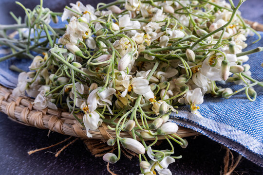 Description
Fresh sojne phool or moringa flowers used in traditional Bengali cooking, captured as delicate edible blossoms. Ideal for food, herbal, and regional ingredient photography.
