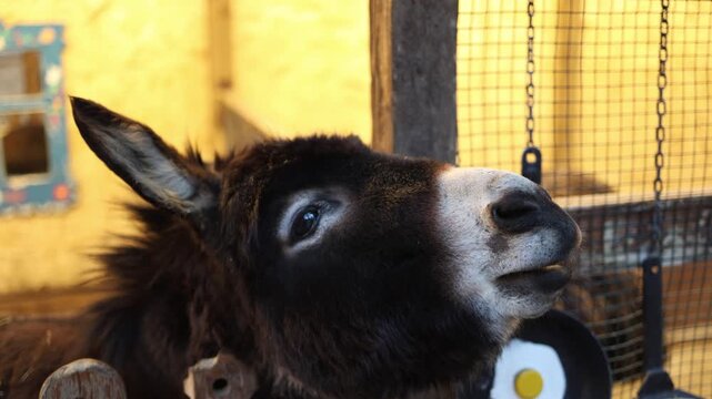 Close up donkey face near wooden fence inside farm enclosure detailed eye and muzzle calm domestic animal in warm rustic barn environment