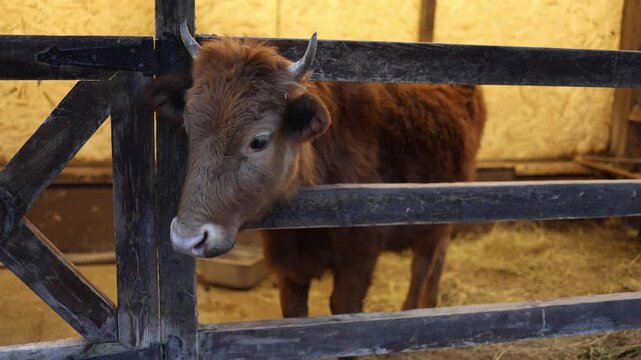 Young calf standing in wooden farm stall looking at camera domestic livestock animal inside barn warm light rustic rural farming environment