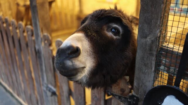 Domestic donkey stretching head through wooden fence reaching toward human hand for food showing curiosity animal interaction farm life and close up livestock behavior