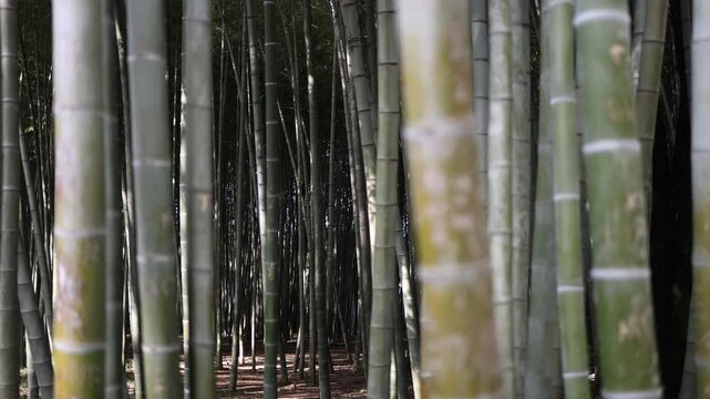 Tall bamboo stems fill forest creating depth and layered perspective with soft light and shadows forming calm natural scene with vertical lines and peaceful atmosphere