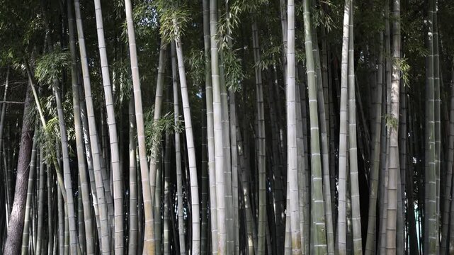 Dense bamboo forest with tall vertical stems and green leaves creating natural pattern texture and calm atmosphere with soft light and peaceful woodland scene
