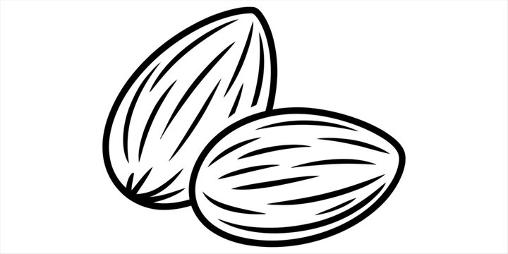 A simple black and white line art illustration of two almonds isolated on a white background. Vector, illustration