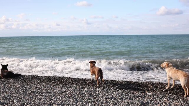 Three dogs stand on rocky beach watching ducks near waves focused and alert creating hunting instinct moment coastal nature scene with tension and animal behavior